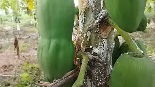 TERUJI EFEKTIF ATASI BUSUK BATANG  PEPAYA  #pepayacalifornia #petanipepaya #petanimuda #busukbatang