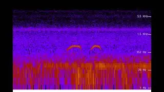 Female then male Powerful Owl calling, female bleating, Powls mating - sound recording