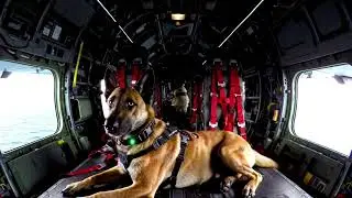 &ldquo;Jack&rsquo;s Journey: The Dog Behind the Wheels 🐾 | A Rescue Mission in Iran&rdquo;
