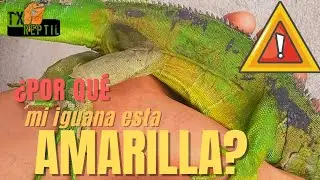 ¿Por qué se ponen AMARILLAS las IGUANAS?// Recomendaciónes y causas