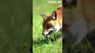 ABOUT RED FOX