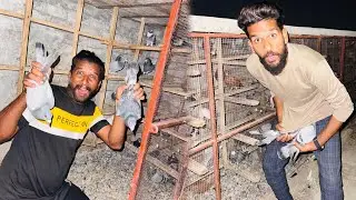 Aaj Raat Kay time Kisi Kay ghr se racer kabutaro ko chori kar liya😳😮