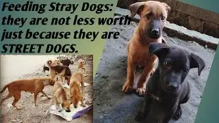 Feeding stray dogs/during lockdown/Giving food and water to hungry stray dogs/world vlog 360