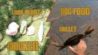 HOW TO CATCH CRABS| 🦀 | BEST MUD CRAB BAIT