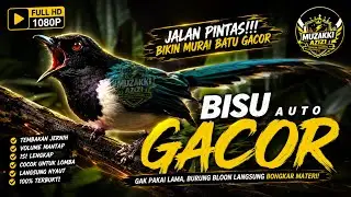 SATSET BONGKAR MATERI!!! PANCINGAN MURAI BISU LANGSUNG GACOR DOR | MASTERAN MURAI KONIN KACER CENDET