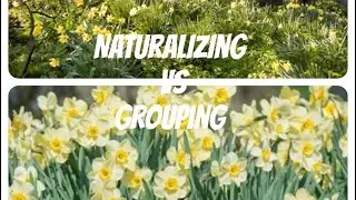 My Plan-How to Incorporate Spring Bulbs into Your Garden- Naturalized Design or Grouping Design?