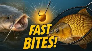 Effective Tips to Catch Catfish & Carp FAST!