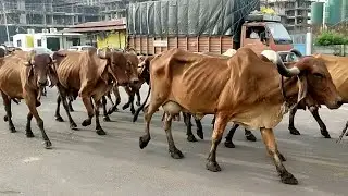 Indian cow playing video || Cutes Cows Video || village life in Gujarat