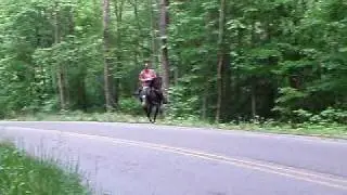 Rambler is a Speed Racking/Singlefooting Horse STANDING AT STUD!