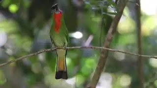 Red bearded Bee eater