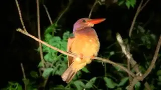 Halcyon coromanda bangsi 3 ‐目覚めたリュウキュウアカショウビン‐