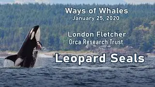 Ways of Whales 2020 #4 - London Fletcher w/Orca Research Trust - Leopard Seals
