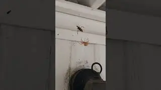 Feeding a cat face spider aka Orb Weaver.