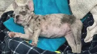 MN fitness influencer faces accusations of bad dog breeding