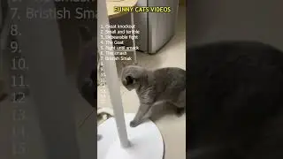 Funny Cat Fighting moments compilation
