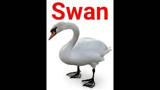 swan meaning in hindi with photo //study for children #shorts