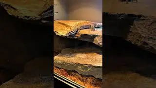 What&rsquo;s cool about the Red Ackie monitor?! #redackie #monitorlizard #reptiles