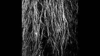 Eraldo Bernocchi, Igor Cavalera & Merzbow - Nocturnal Rainforest 08/29/25 [FULL ALBUM]