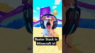 Baxter Stuck in Minecraft irl 😳#funnydogs #viralshorts #gaming #minecraft