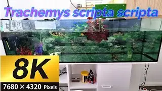 Aquarium Styl&eacute; (8K) pour Trachemys scripta scripta