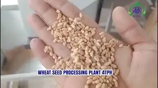 Top Seed Cleaning Machine Manufacturer | Wheat Seed Processing Plant 4tph | Agro Asian Industries