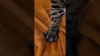 Kitty baking home-made bread 🥰 🥖 Does anyone want some? #cat #cats #shorts #kneading #dough