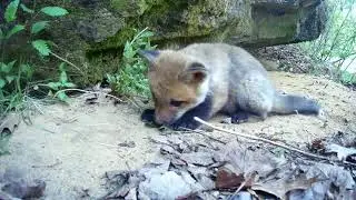 that leaf almost got away from the young fox cub