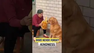 Dogs Never Forget Kindness 🐶❤️ #shorts #dog