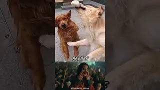 Catching Food Together&hellip; Now He&rsquo;s Alone 💔 | Emotional Dog Story #sad #dog #shorts