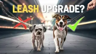 10 Best Dog Leashes for 2025 &ndash; #7 Will Shock You!