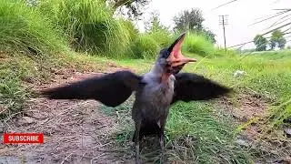 Baby Crow sound || crow bird crowing sound || crow ki awaz naturally
