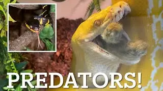 Snake feeding, new cobra and ozzy venom!