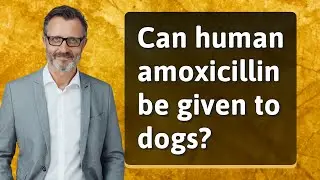 Can human amoxicillin be given to dogs?