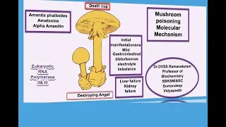 Mushroom poisoning  molecular mechanism Dr DVSSR