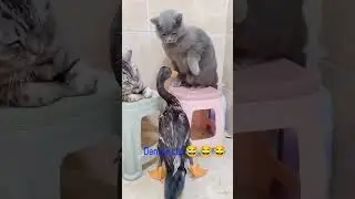 If laughter is the best medicine, cats are the cure