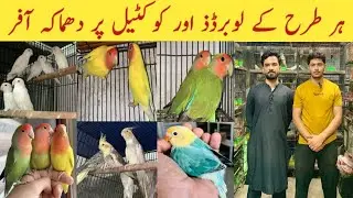 Biggest Offer On All Birds || College Road Birds Market Rawalpindi 