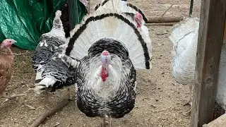Наши королевские пальмовые индейки созревают