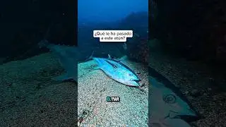 😱Me Encuentro Un At&uacute;n Gigante Y No S&eacute; Qu&eacute; Le Pas&oacute;&hellip;