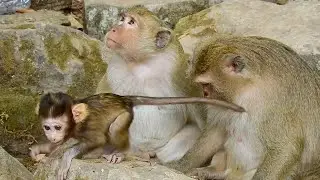 Adorable baby monkey Baron become stronger and smarter than other baby monkey