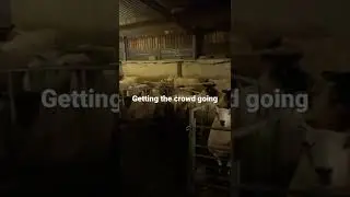 Hungry sheep cheering for their supper #shorts