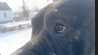 Presa canario yard time!!!!