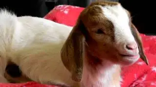 Funny goat yawning