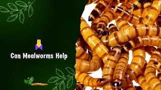 Can Mealworms Help You Go Zero Waste? | The Creepy-Crawly Solution to Our Plastic Problem