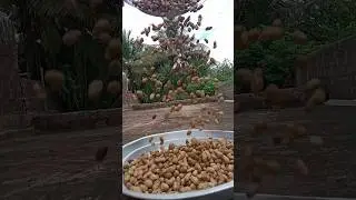 Badam masala 🤤(kacha badam)Real end twist #shorts #asmr #recipe