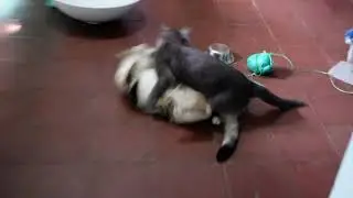 子猫 Koneko family's 440 day old. Part 9 of 9