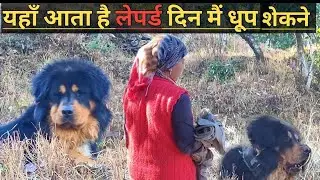 यहाँ आता दिन मैं लेपर्ड संगी ने बतया डर लगता इधर ll @bharatkdogs