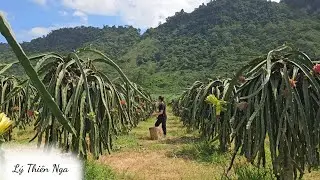FULL VIDEO | 20-Day Journey of a Single Mother Building a Bamboo Home After a Life of Wandering