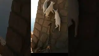 Leopard attacks goat on the cliff Ep. 26 🐐💥🐆: #shorts #goat #leopard #ai #goat #goatclimbing