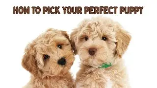 How To Pick Your Perfect Puppy!