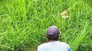 Manual Grass Cutting for Sustainable Livestock Farming #RuralAgriculture #TraditionalFarming